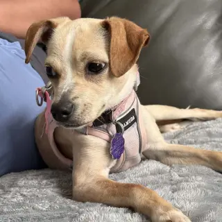 Little Millie