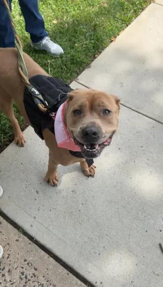 Bruiser