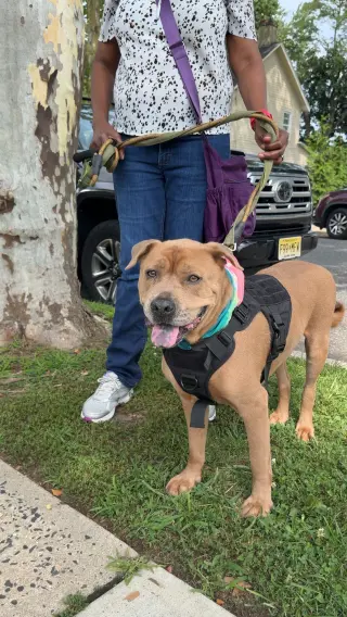 Bruiser