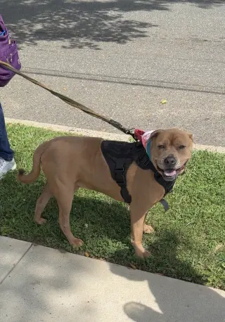 Bruiser