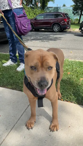 Bruiser
