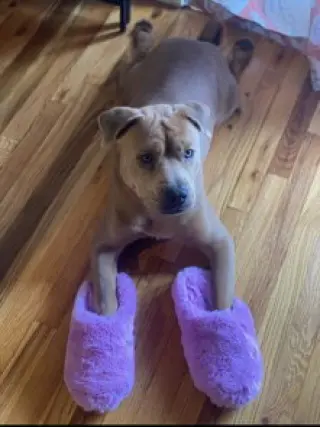 Bruiser