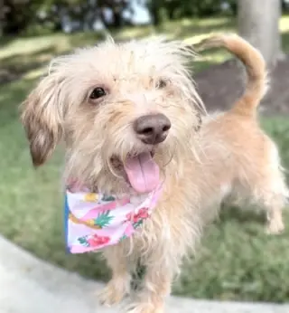Phoebe