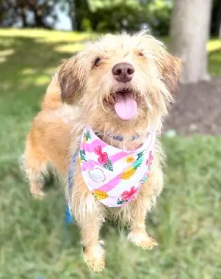 Phoebe