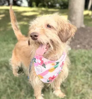 Phoebe