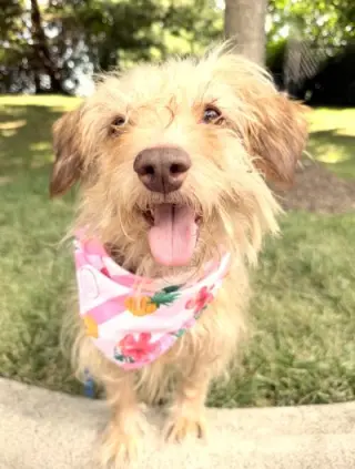 Phoebe