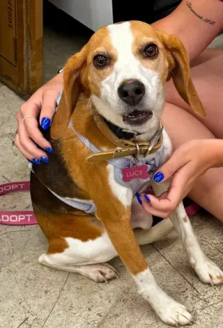 Lucy *Adopt or Foster*