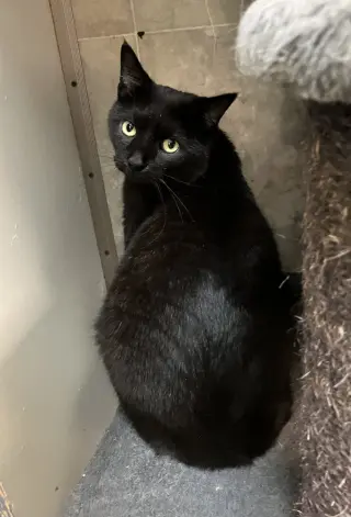 Guillermo