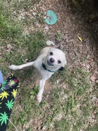 Tina - ADOPTION PENDING!