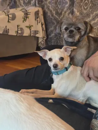 Tina - ADOPTION PENDING!