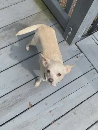 Tina - ADOPTION PENDING!
