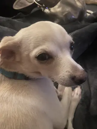 Tina - ADOPTION PENDING!