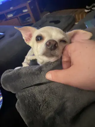 Tina - ADOPTION PENDING!