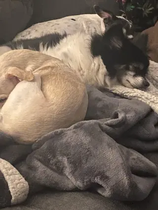 Tina - ADOPTION PENDING!