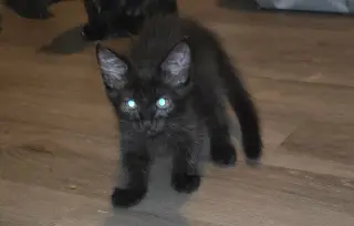 BEAR - can barely wait to crawl into your heart!