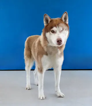 ATLAS