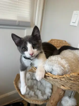 Tuna (& Tofu)