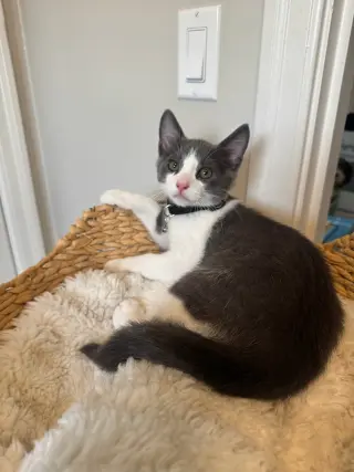 Tuna (& Tofu)