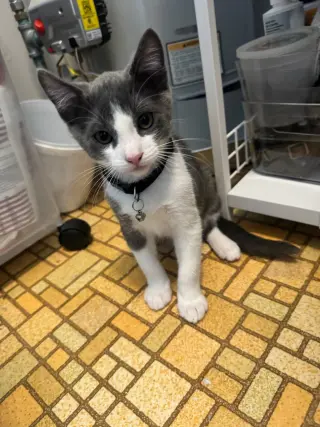 Tuna (& Tofu)