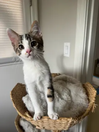 Tofu (& Tuna)