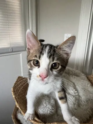 Tofu (& Tuna)