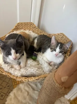 Tofu (& Tuna)