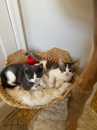 Tofu (& Tuna)
