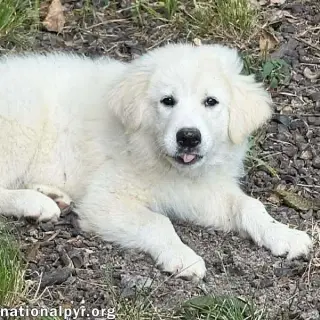 Skadi in OH - Curious & Playful!