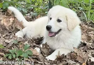 Skadi in OH - Curious & Playful!