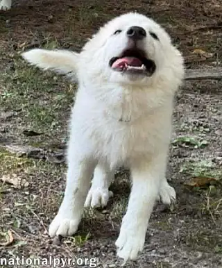 Skadi in OH - Curious & Playful!