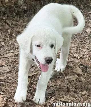 Argos in OH - Confident, Silly & Sweet!