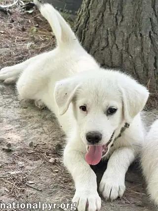 Argos in OH - Confident, Silly & Sweet!