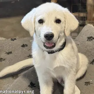 Boreas in OH - Loves Belly Rubs!