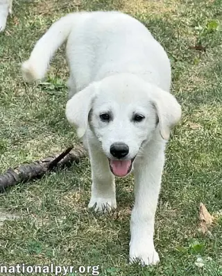 Boreas in OH - Loves Belly Rubs!