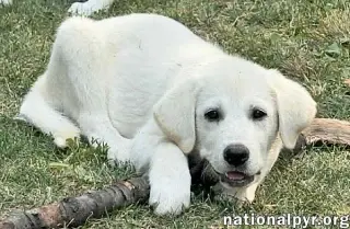 Boreas in OH - Loves Belly Rubs!