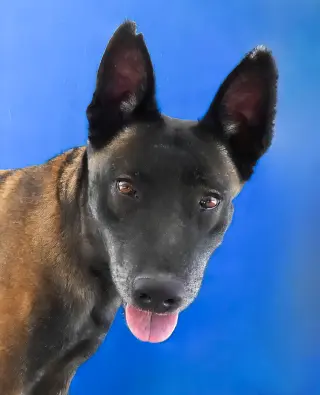 NUTMEG