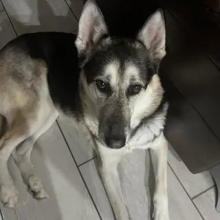 HUGO #3