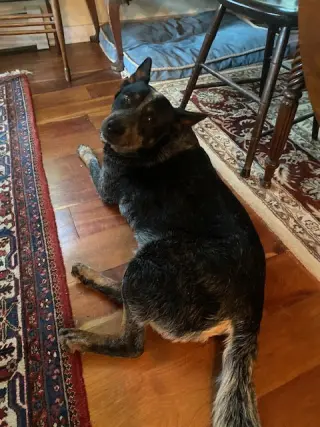 Bear