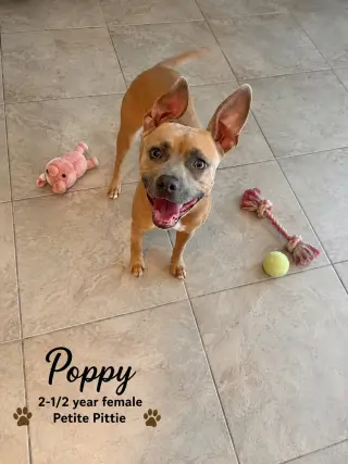 POPPY – 2-1/2 YEAR FEMALE PETITE PIT BULL  MIX