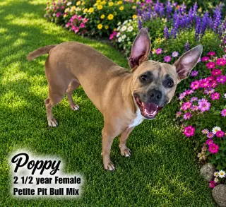 POPPY – 2-1/2 YEAR FEMALE PETITE PIT BULL  MIX