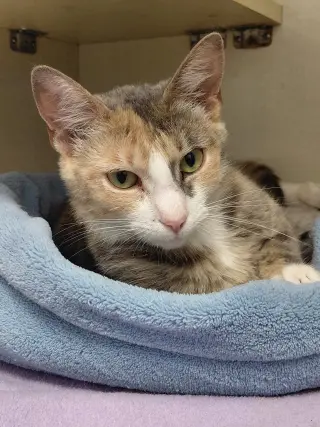 Jasmine