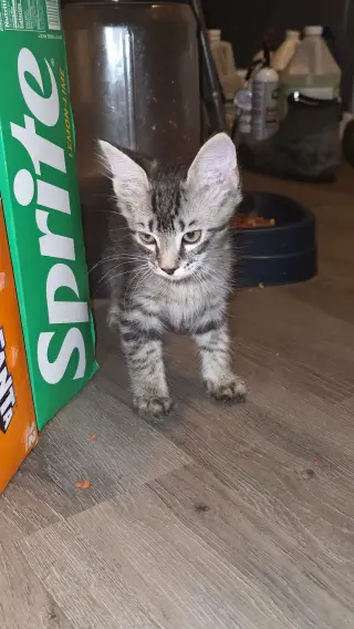 ZIPPO - Will Zip right into your heart