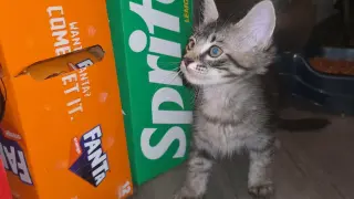 ZIPPO - Will Zip right into your heart