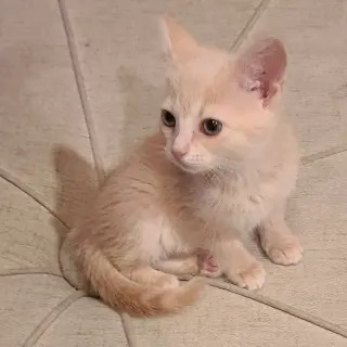 Pimento
