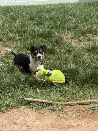 Swiper