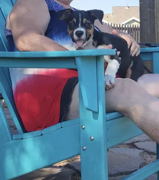 Swiper