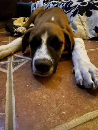 Diego