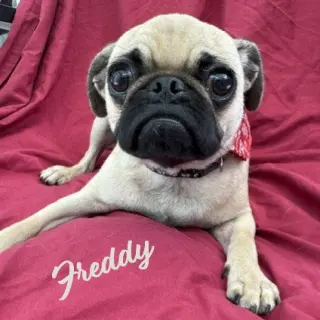 Freddy #bestie-of-Chiqui
