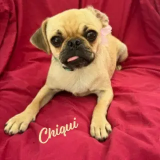 Chiqui #bestie-of-Freddy
