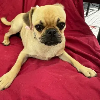 Chiqui #bestie-of-Freddy